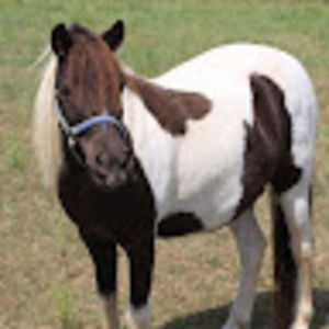 Meet your Posher, Heartily